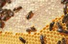 蜜蜂为什么不蛰养蜂人？