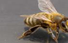 世界上一共有多少种蜜蜂？