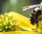蜜蜂是怎么采花粉和花蜜的？