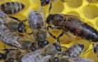 蜂王是几倍体的生物？
