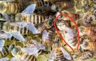 一个蜂群中有几只蜂王？