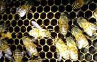 工蜂吃什么食物长大的？