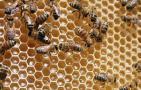 蜂群中有哪些类型的工蜂？