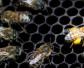 工蜂在蜂群中有什么作用？