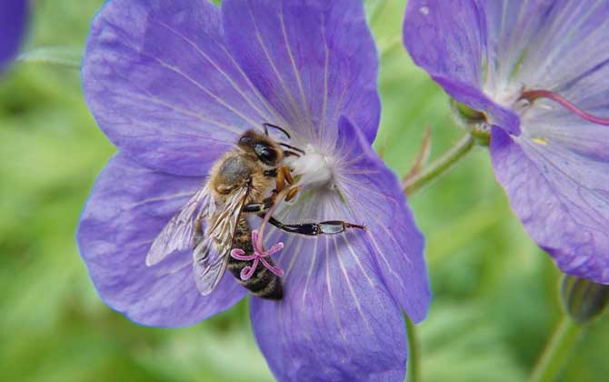 蜜蜂是怎么采蜜的？每酿1千克蜂蜜，差不多等于绕地球飞行11圈！