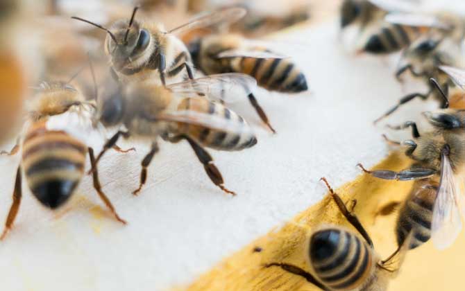 有技术“蜂养人”，没技术“人养蜂”，没有技术谈养蜂就是空话！