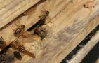 养蜂不仅要技术，还要养蜂工具，这些工具可使蜜蜂养殖事半功倍！