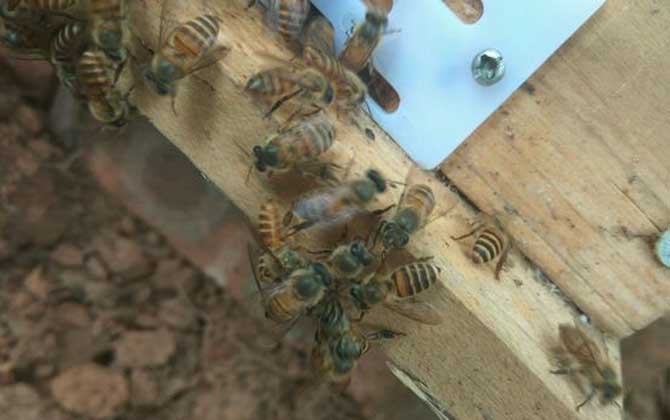 蜜蜂越冬期缺少饲料，利用补助性饲喂，快速为蜂群补足越冬饲料！