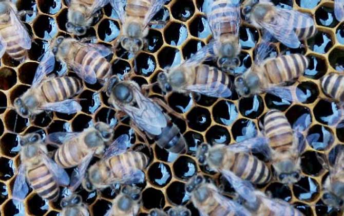 怎样合并蜂群最安全？像这样操作，轻松就将两群蜂合并成一群蜂！
