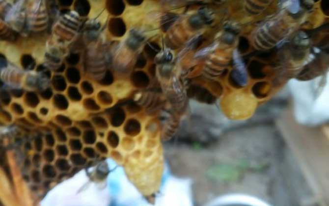 王台是培育蜂王的，了解其发育过程，养蜂生产将更加的得心应手！