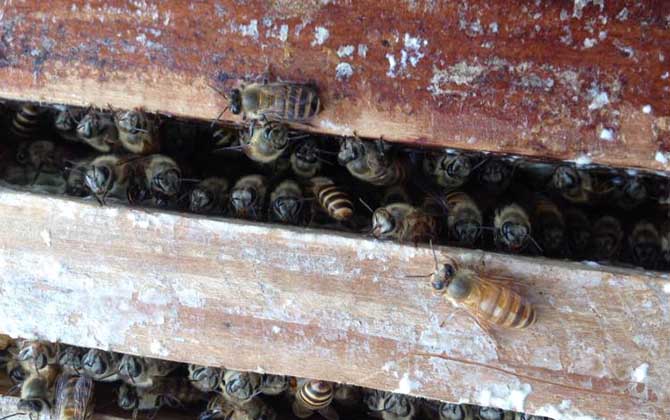 蜜蜂过箱