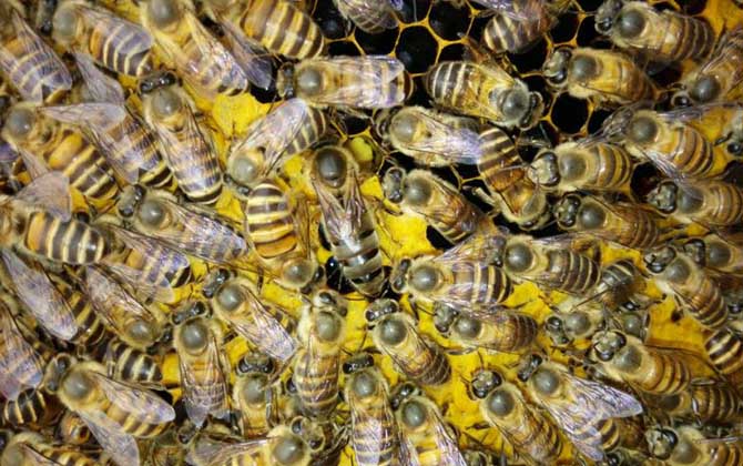 农村养蜜蜂能赚钱吗？90后高中毕业小伙，靠养蜂年收益超6万元！