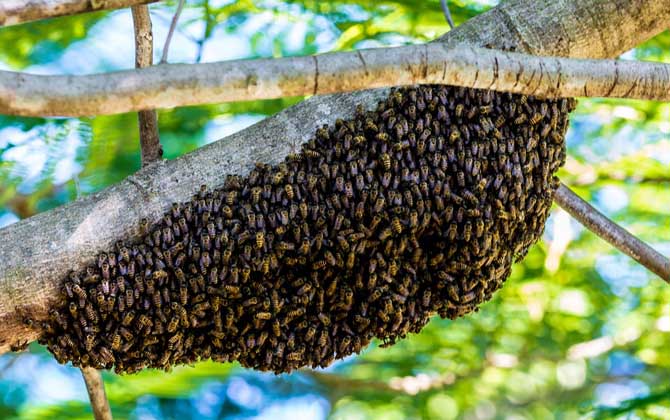 蜜蜂多在春季自然分蜂，了解分蜂过程，有利于将分蜂群收捕回来！