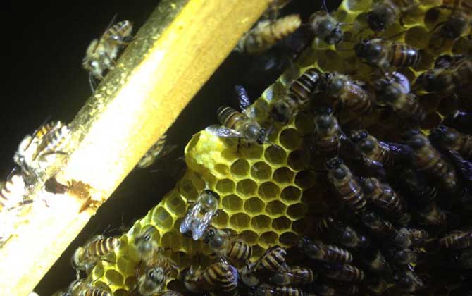 饲喂是养蜂的重点，根据目的不同，蜜蜂的饲喂方式无外乎这三种！