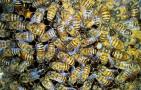 饲料是蜂群越冬的关键，像这样饲喂，确保蜂群有充足的饲料越冬！