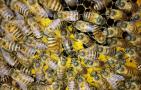 农村养蜜蜂能赚钱吗？90后高中毕业小伙，靠养蜂年收益超6万元！