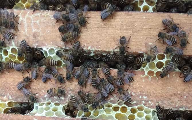 蜜蜂怎样才能安全越冬？只需做到这几点，轻松确保蜂群顺利越冬！