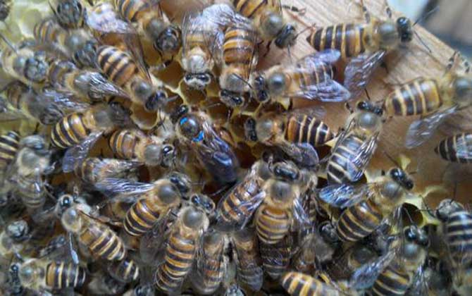 蜜蜂怎么安全越冬？必须具备这几个条件，否则蜂群很难顺利越冬！
