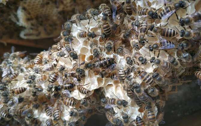 蜜蜂怎么养繁殖才快？搞好这5个“必须”，蜂群繁殖得不要太快！