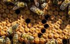 蜂群有雄蜂是不是要分蜂？