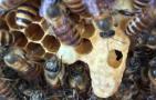 怎么让蜜蜂起急造王台？
