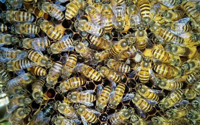 蜂群逃跑是什么原因导致的？
