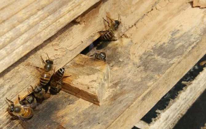 蜜蜂飞逃有什么征兆？有这些表现，蜂群可能已经准备“逃跑”了！
