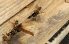 蜜蜂飞逃有什么征兆？有这些表现，蜂群可能已经准备“逃跑”了！