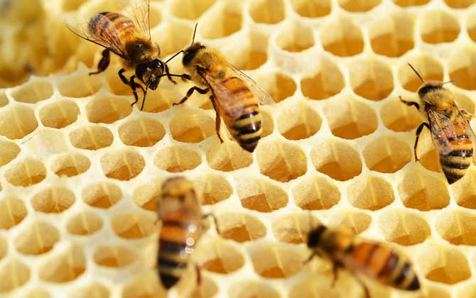 蜜蜂造脾