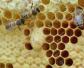 怎样让蜜蜂自己起王台？