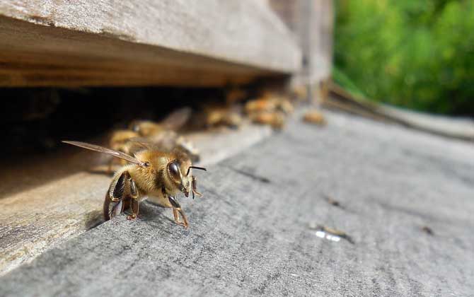 怎样防止蜜蜂逃跑？别再剪蜂王翅膀，找到原因才能“对症下药”！