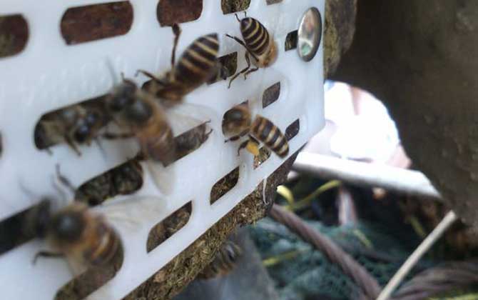 蜜蜂逃跑