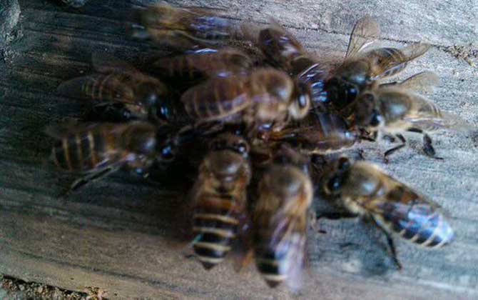 蜜蜂打架不难处理，关键是要找出原因，“对症下药”不要太简单！