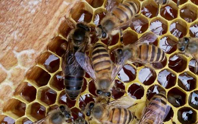 怎样养蜜蜂它才不跑？蜂群管理是关键，尤其这5个点一定要注意！