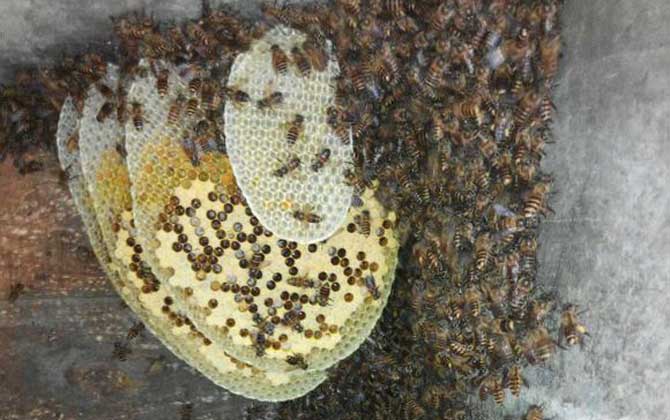 蜜蜂是“酿造师”，还是“建造师”，筑巢技术堪称“鬼斧神工”！