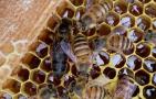 怎样养蜜蜂它才不跑？蜂群管理是关键，尤其这5个点一定要注意！