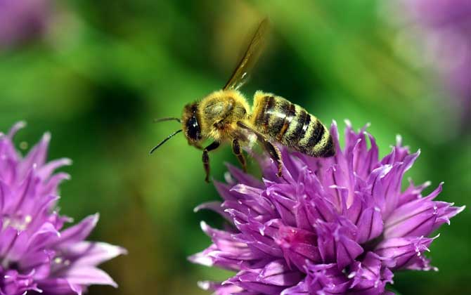 蜜蜂为什么要酿蜂蜜？并不是“无私奉献”，仅仅是为了蜜蜂自己！