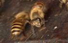 蜜蜂为什么要自然分蜂？