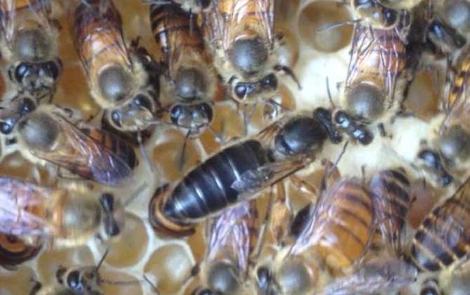 蜜蜂失王有什么表现？蜂群有这些现象，很有可能是蜂群失王了！