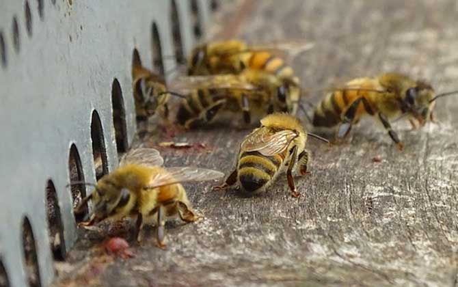 养蜂人过的是什么生活？正是这些担心，让养蜂人根本惬意不起来！