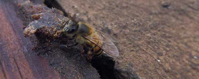 自然分蜂