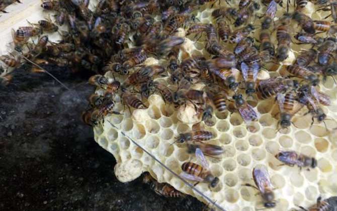 蜜蜂蛋群怎么养发展快？