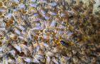 蜂太少如何快速繁殖起来？