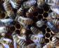 中蜂一年可繁殖几群？