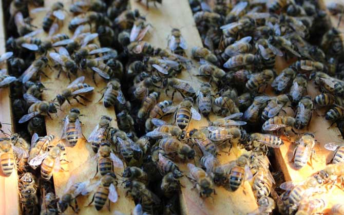 蜜蜂分家前有什么征兆？