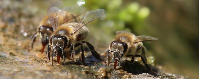 蜜蜂春繁