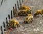蜜蜂春季怎样繁殖最快？