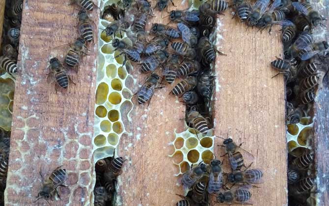 养40箱蜂一年赚多少钱？