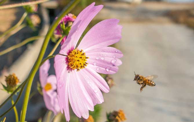 蜂疗有什么害处及副作用？