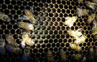工蜂产卵20天怎么处理？